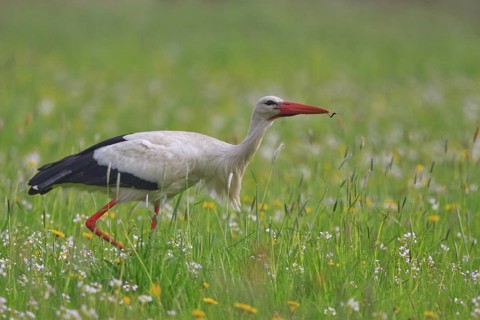 White Stork (Ciconia ciconia) foraging, North Rhine-Westphalia, Germany