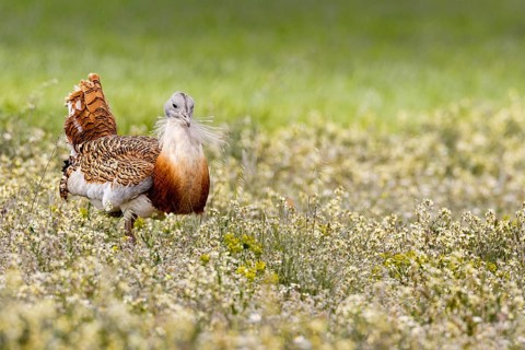 Great Bustard (Otis tarda), Castile, Spain