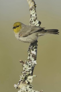 Verdin (Auriparus flaviceps), Texas, USA