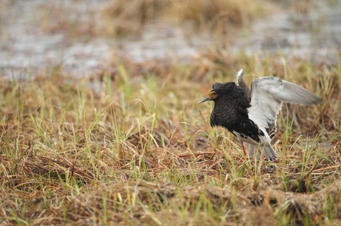 Ruff (Calidris pugnax) Courtship behaviour in the rain at a Tundra lake, Lapland, Northern Norway,