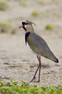 Southern Lapwing (Vanellus chilensis), Trinidad and Tobago