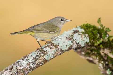 Orange-crowned Warbler (Leiothlypis celata) perched on an old lichen trunk, Texas, USA