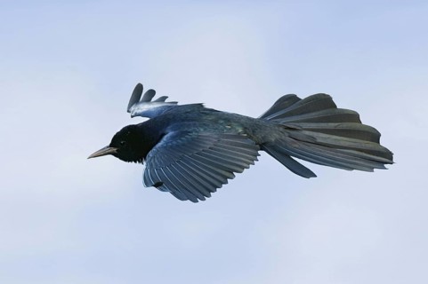 Common Grackle (Quiscalus quiscula) flying, Texas, USA