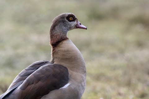 Egyptian goose (Alopochen aegyptiaca), Emsland, Lower Saxony, Germany