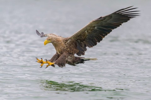 White-tailed eagle (Haliaeetus albicilla), in flight grabbing its prey, Mecklenburg-Western