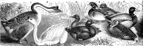 Poultry, Mute Goose, Cayuga Duck, wood duck (Aix sponsa), Rouen Duck, Historic, Reproduction of an
