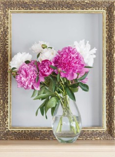 Pink and white peonies (Paeonia officinalis) in a vase in front of an empty picture frame on a