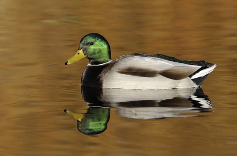 Mallard (Anas platyrhynchos) male, British Columbia, Canada