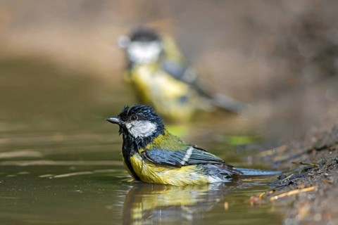 Two great tits (Parus major) bathing in shallow water of puddle