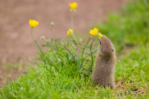 A young European ground squirrel (Spermophilus citellus) or European souslik sits in green gras