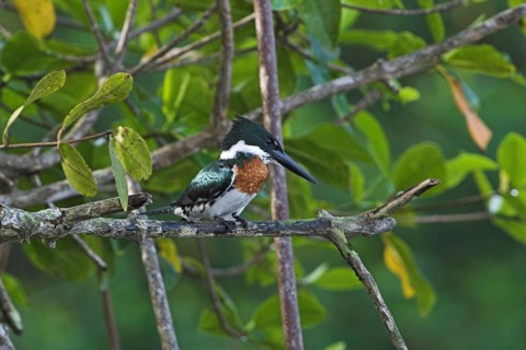 Amazon Kingfisher (Chloroceryle amazona) male, Costa Rica