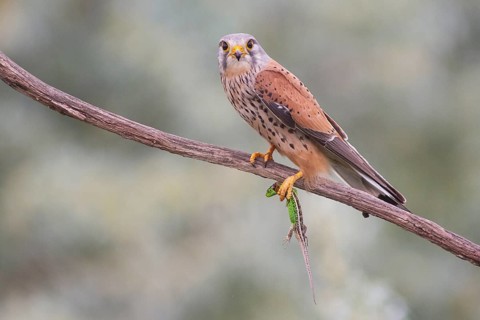 Common Kestrel (Falco tinnunculus) male perched on a branch with a lizard in his claws, Subotica,