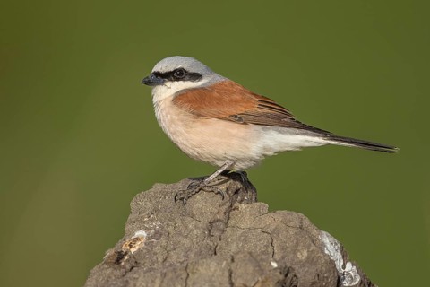 Red-backed Shrike (Lanius collurio) male, Armenia