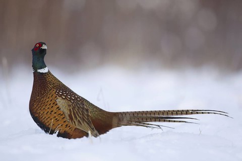 Common Pheasant (Phasianus colchicus) male