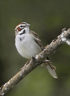 Lark Sparrow (Chondestes grammacus), Saskatchewan, Canada