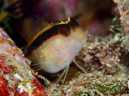 A curious fish, longitudinal striped blenny (Parablennius rouxi), looks out of a cave surrounded by