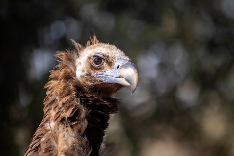 Cinereous Vulture (Aegypius monachus), Extremadura, Spain