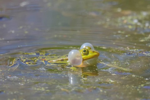 Edible Frog (Rana esculenta) with sound bubble, Wildlife, Amphibians, Waghäusel, Baden-Württemberg,