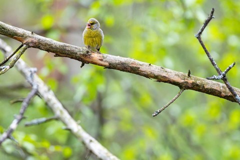 Greenfinch (Chloris chloris) male with open beak sitting on a branch, Inari, Lapland, Finland