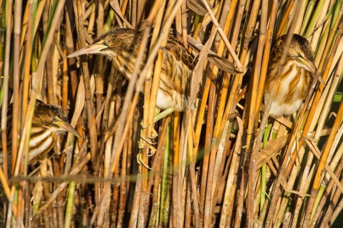Little Bittern (Ixobrychus minutus) juveniles foraging, Thuringia, Germany