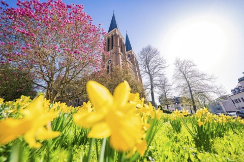 Spring scene with yellow daffodils and a large church in the background, Sacred Heart Cherry,