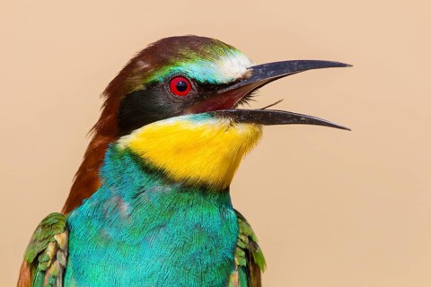 Bienenfresser, European Bee-eater, Bee-Eater, European Bee Eater, Merops apiaster, Guêpier