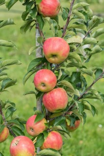 Apple (Malus domestica 'Karneval'), Cambridge Botanical Garden, Germany