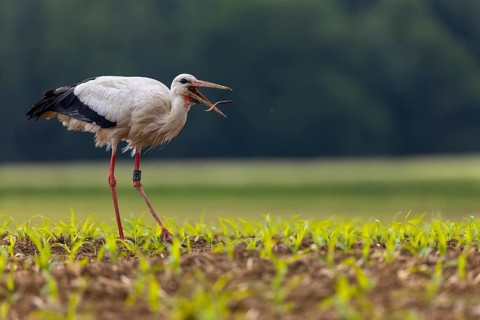 White stork (Ciconia ciconia), eating earthworm, farmland, Göggingen, Sigmaringen district,