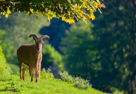 One Barbary sheep (Ammotragus lervia) stands on green hilly ground on a sunny day. Some trees stand