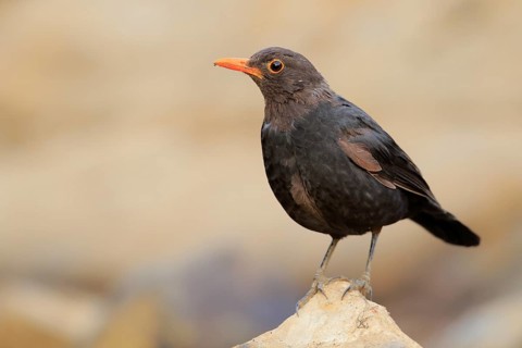 Common Blackbird (Turdus merula) male, Andalusia, Spain