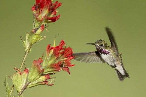 Calliope Hummingbird (Selasphorus calliope) flying, Montana, USA