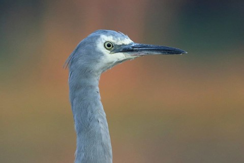 White-faced Heron (Egretta novaehollandiae), Victoria, Australia