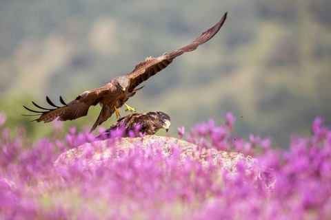 Black Kite (Milvus migrans), Madrid, Spain