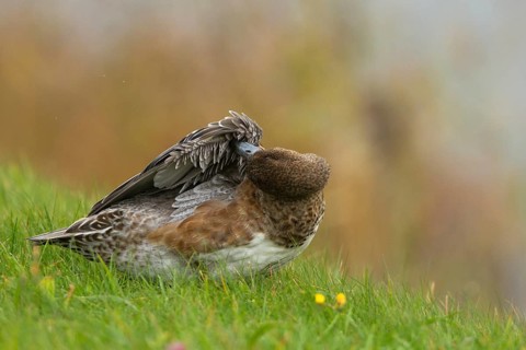 Eurasian Wigeon (Mareca penelope) female, Texel, Netherlands
