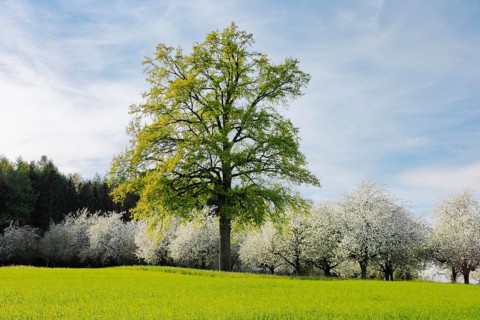 Large oak tree in front of blossoming apple trees, Canton Thurgau, Switzerland
