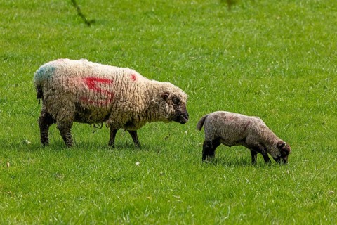 Sheep and lamb on pasture, Shottery, Stratford-upon-Avon, Warwickshire, England, Great Britain