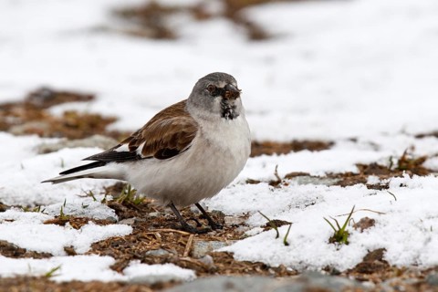 Snowfinch (Montifringilla nivalis) male, Tyrol, Austria