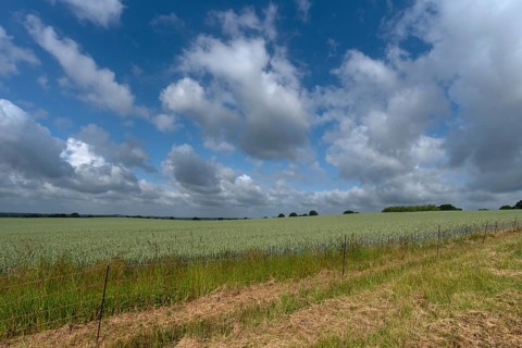 Pasture fence in front of a wheat (Triticum aestivum), Mecklenburg-Western Pomerania, Germany