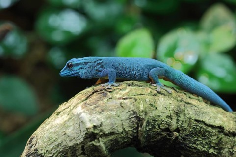 Blue dwarf gecko (Lygodactylus williamsi), captive