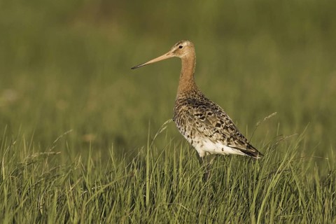Black-tailed Godwit (Limosa limosa), Iceland