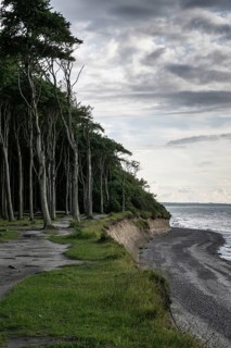 Steep coast, ghost forest, Nienhagen, Mecklenburg-Western Pomerania, Germany