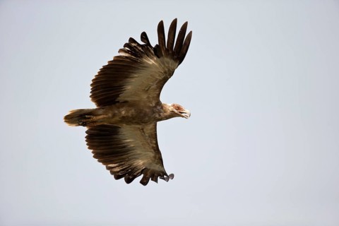 Palm-nut Vulture (Gypohierax angolensis) flying, Semuliki National Park, Uganda