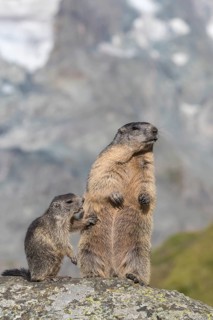 One adult Alpine Marmot, Marmota marmota, and one young marmot standing side by side. Mountains in