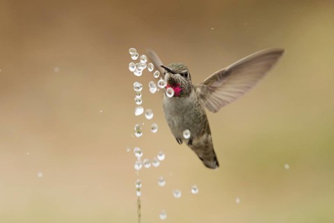 Female Anna's Hummingbird bathing in water spray