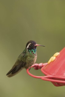 White-eared Hummingbird (Basilinna leucotis) male, Arizona, USA