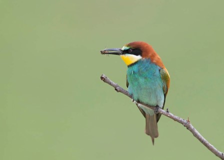 European Bee-eater (Merops apiaster) with fly prey, Bulgaria