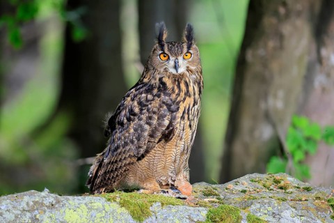 Eurasian Eagle-owl (Bubo bubo), adult, on the ground, vigilant, in summer, on the ground, wisdom,