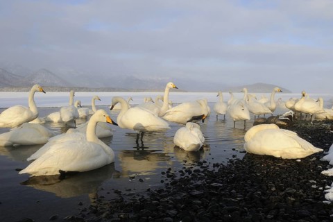 Whooper Swan (Cygnus cygnus), Hokkaido, Japan