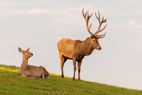 A red deer stag (Cervus elaphus) stands next to a hind that lies in a meadow in the beautiful