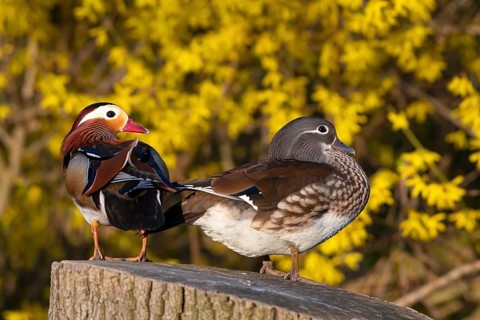Mandarin duck (Aix galericulata), pair in mating season, sitting on a tree trunk, Heiligenhaus,